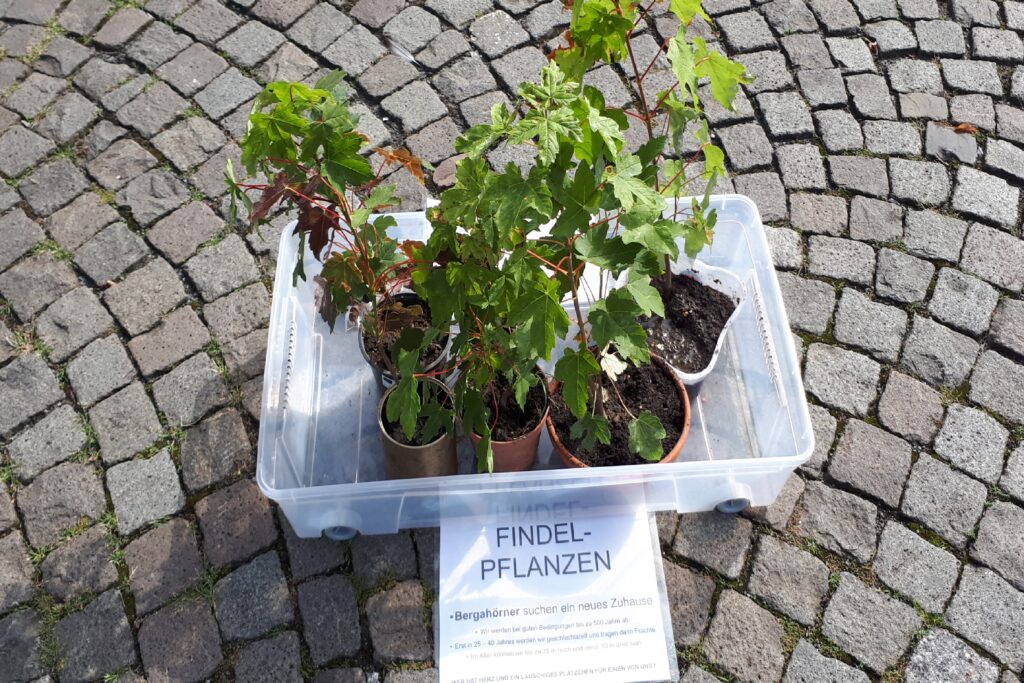Findelpflanzen